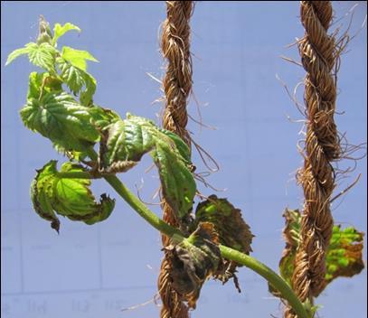 This is why overhead irrigation is bad Downy Mildew Promoted by wet conditions Specific to hops