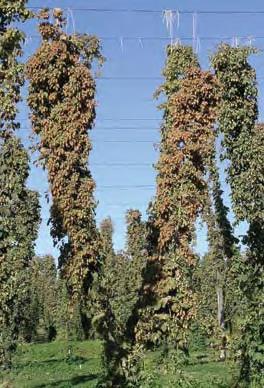 females (red) on hop crowns and plant/soil debris