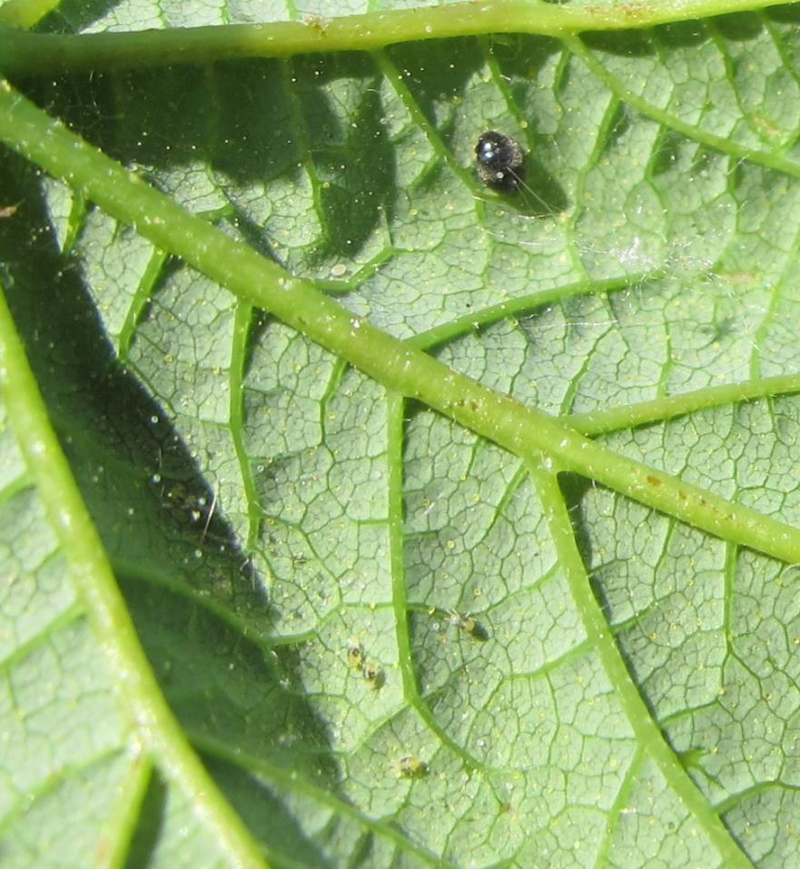 Two-spotted spider mites and spider mite destroyer lady beetles