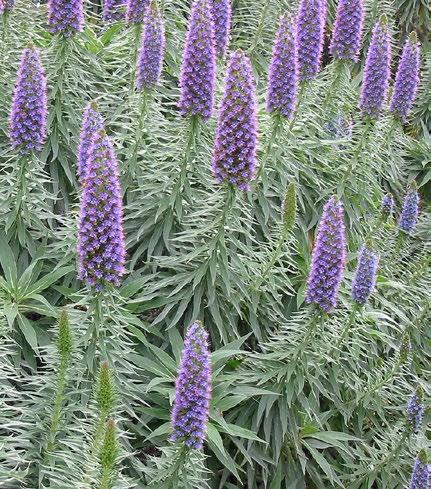 In the spring, spikes of blue-purple