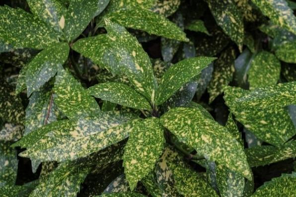 Acuba Japonica Evergreen Shrub / Full Shade / 4-6 feet Provides winter interest. Tolerates heavy clay soil.