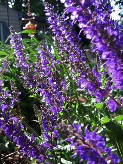 Can be grown from seeds or mid-summer softwood cuttings. Catmint Perennial / Full Sun to Light Shade / 6-10 Well-drained soil. Drought tolerant after established.
