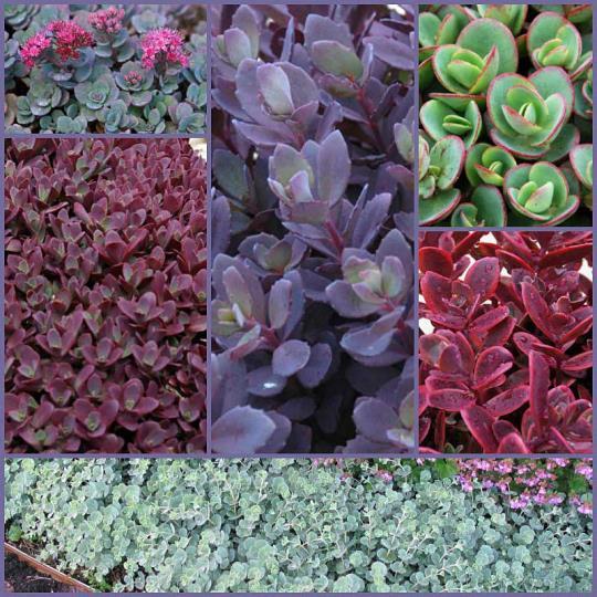 Creeping Sedum Perennial / 4-6 / Sun to Part Shade Creeping sedum comes in a variety of colors. Will have blooms in late summer.