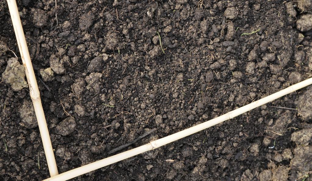 Use a stale seedbed method before sowing, ie prepare the ground and then leave it for a couple of weeks