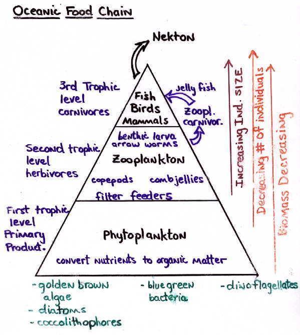 Pyramid of Numbers There are fewer organisms at each increasing trophic level: less energy available at each