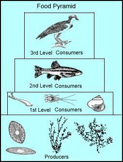 Consumers All those organisms in trophic levels other than producers. Consumers eat their food. For example in figure 6.3 on page 94 all the animals, Raccoon, bass, duck etc.