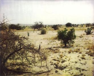 Case Study: The Sahel The Sahel is becoming more like desert with thin,