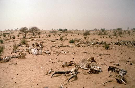 Animals/insects Locusts destroy the crops.