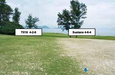 TX10 Competitor TX10 Plug Competitor Green Grow-in trial: By week 7 of the grow-in trial, TX10 shows a superior %