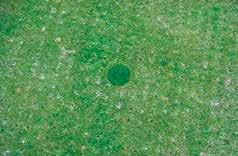 Established green trial: 6 weeks from fertilising, the plug shows sward density and colour is well ahead on the TX10