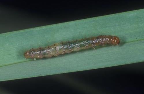 Caterpillars Diagnosing Insect and Disease Problems in Florida This key is intended to be a starting point for identifying Florida turfgrass insect pests and diseases.