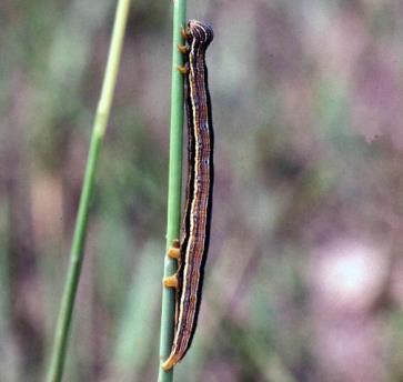 Insect Species Identification Occurrence Damage/Monitoring Photo Tropical sod webworm larvae feed on all turfgrasses.