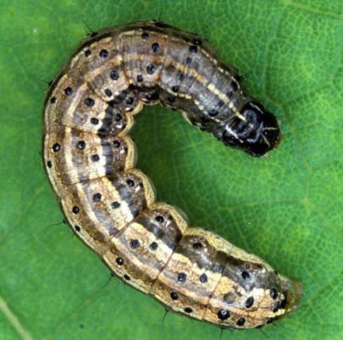 Caterpillars can be green or brown, up to 1½ inches long with four pairs of fleshy prolegs on the abdomen.
