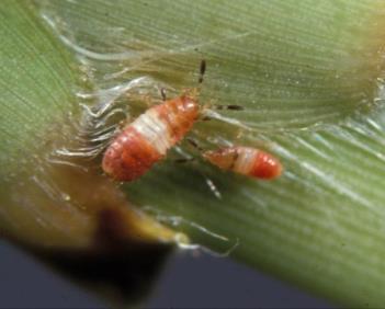 Nymphs and adults feed on plant fluids within leaf sheaths, down in the thatch, and this feeding kills the grass plants and contributes to weed invasion.