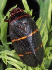 Occur spring through fall; both adults and nymphs suck juices from the grass; grass may wilt, turn yellow/brown, and then curl. In St. Augustine, spittlebug injury resembles that of chinch bugs.