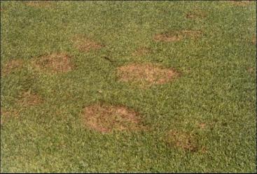 Disease Pythium Blight Pythium Root Rot Cool-season turfgrasses overseeded as winter cover of species & Bermuda turf grasses Occurrence Symptoms/Signs Other Notes Photo Occurs during wet periods and
