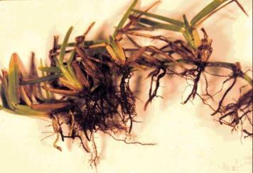 As disease progresses, the turf will collapse and appear brown and matted, sometimes with a bronze or red tinge to the border of the affected area.