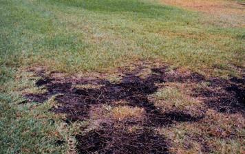 Small or large turf areas become a general yellow, light green or brown color and display thinning.