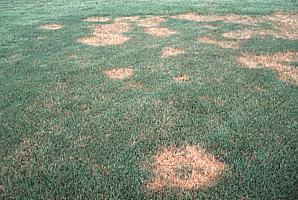 Specific diseases Brown Patch Caused by the fungus Rhizoctonia solani Disease symptoms are circular patterns of