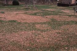 requirements --Brown Patch occurs from late Spring through Early Fall (temperatures between