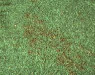 Chemical control for Dollar Spot Use the Georgia Pest