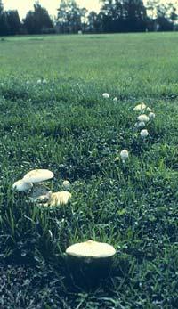 Affects all turf types Most common and damaging on Centipede, Zoysiagrass and