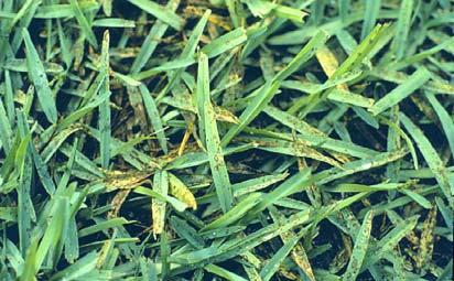 Management for Curvularia and Helminthosporium diseases Prevent drought stress to the turf Water properly