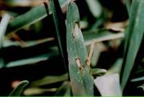 Management Handbook for proper chemical control Gray leaf spot Pyricularia grisea Leaf spot disease