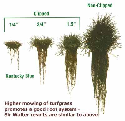 development 50% - 65% grass stopped growing 33 days after cutting 60% - root growth stopped by