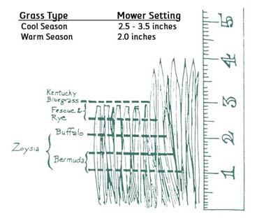 90% - there was no root growth Type Tall Fescue Kentucky Bluegrass Creeping Red Fescue Mowing