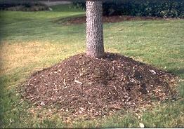 Slide 25 Keep mulch away from tree trunks and plant stems. Focus on the proper placement of mulch: away from tree trunks and plant stems.