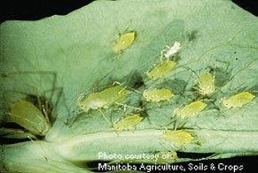 Pea Insects Aphids can be an issue some years
