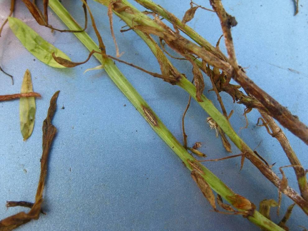 Anthracnose There are many lentil varieties that are moderately