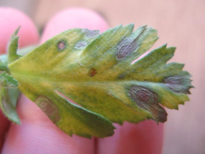 Root rot Pulse Diseases: Chickpeas