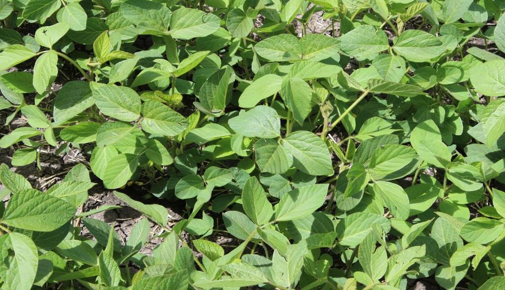 Any field condition which interferes with a soybean plants ability to