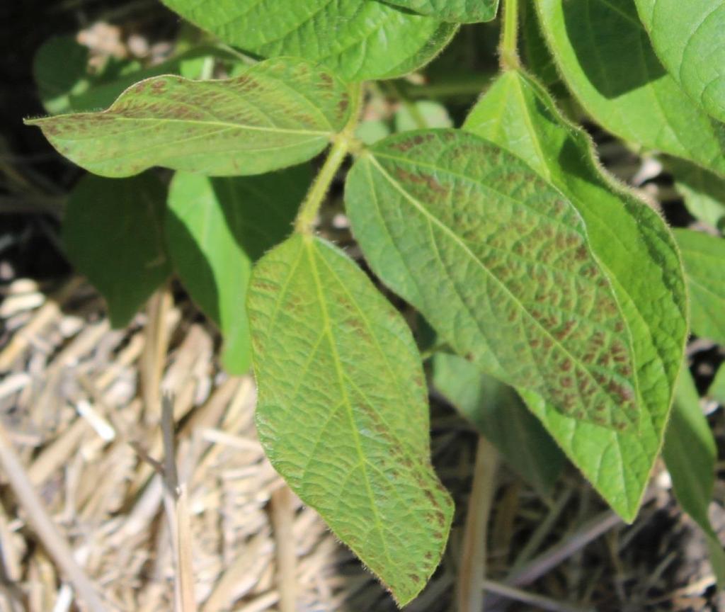 infected leaves have a leathery appearance and turn
