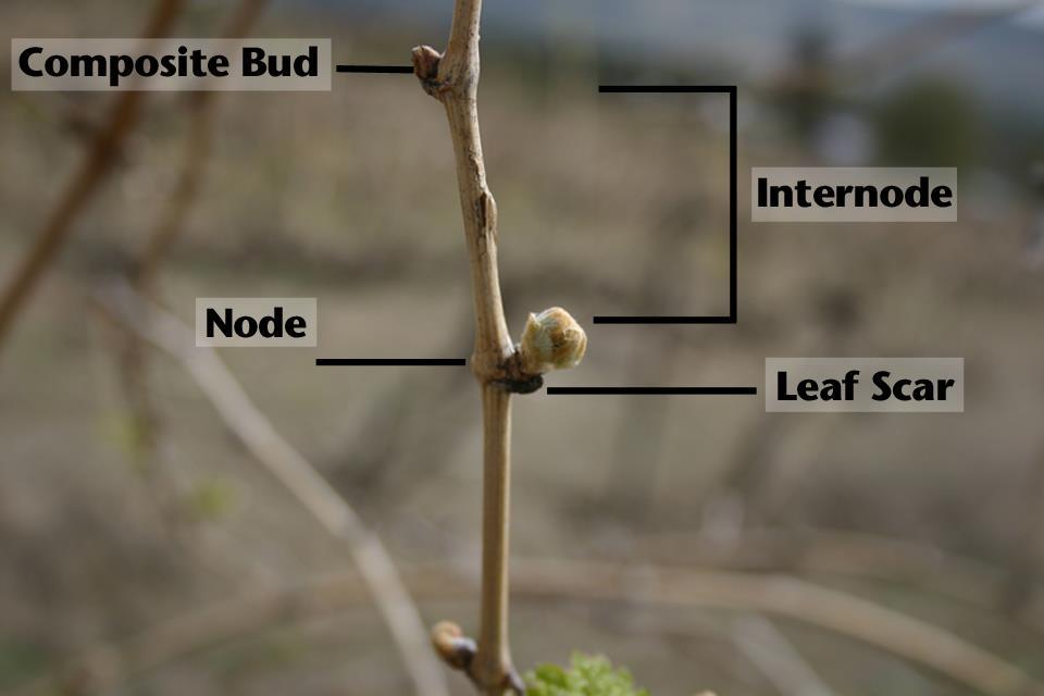 sections before spur pruning 2 Shoot anatomy showing nodes,
