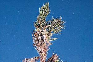 Spruce needle miner Spruce needle miner larvae Spruce needle miner damage Hosts: Colorado, Norway, white and Engelman spruce begins in early July when larvae chew holes at the base of old needles and