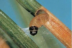 Once the needle is mined, the larva leaves through the entrance hole and moves to another needle. To overwinter, larvae build nests of dead needles and droppings.