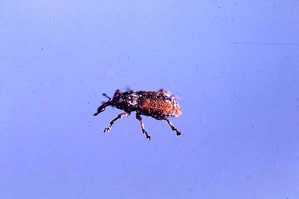 Mite populations can increase rapidly because each female can lay 40 to 50 eggs, and the pests have a short life cycle. Warm, dry weather conditions are ideal for a population explosion.
