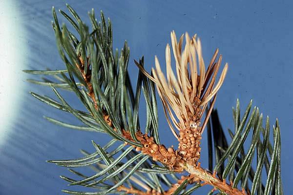 On spruce, the insects overwinter as nymphs at the ends of the branches below the buds. The nymphs develop into adults in early spring. The adult females lay eggs near the buds.