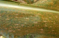 Corn Rusts Plant resistant varieties Use