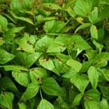 Bean Leaf Diseases Pseudomonas syrinage pv.