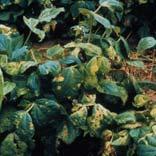 varieties where available DO NOT overhead water Use bactericides to