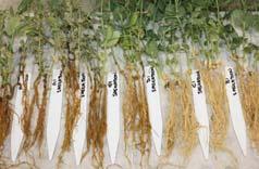 Root Rots Routinely rotate crops DO NOT grow