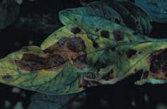 Leaf Blights (early blight, Septoria leaf spot) Remove and