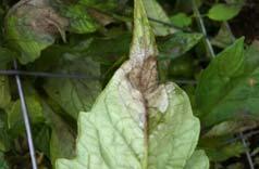 DO NOT over-mulch Fungal Leaf Blights (early blight,