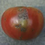 Fungal Leaf Blights (late blight) Grow resistant tomato varieties Late Blight Management in Tomato with Resistant Varieties http://www.extension.