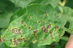 vvnssplvhbd Fungal Leaf Blights (late blight) Use fungicides to prevent infections Chlorothalonil, mancozeb Copper Alternate active ingredients (FRAC codes) Start applications based on Blitecast