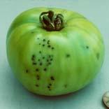 (bacterial spot) Host: Tomato Favorable environment Cool, wet weather (bacterial speck) Warm, wet weather (bacterial spot) Bacterial Tomato Diseases Dispose of contaminated plant debris (burn, bury,